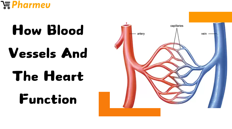 How Blood Vessels and the Heart Function
